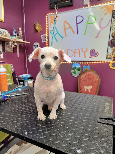 Lesha's Dog & Cat Grooming