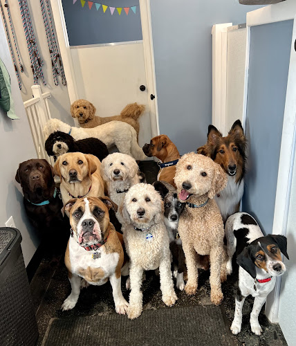 Lewis & Bark Dog Daycare, Grooming, and Training