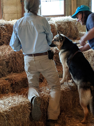 Liberty Hill Pet Resort