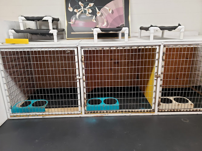 Lilly's Doggy Services