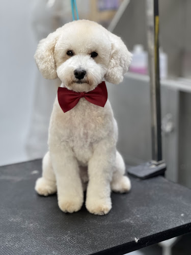 Lilly's Pet Service LLC