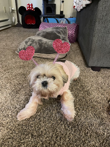 Lisa's Pet Pawlor & Supawvised