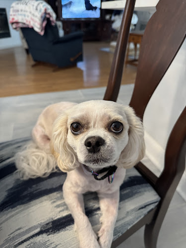 Little Critters Salon Grooming