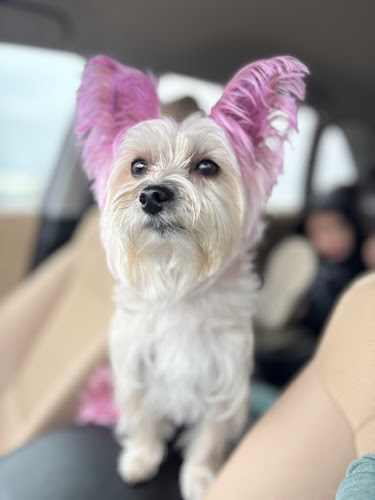 Little Lady's Pet Grooming LLC