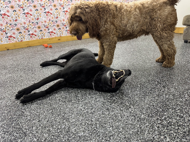 Little Rascals Pet Spa & Resort