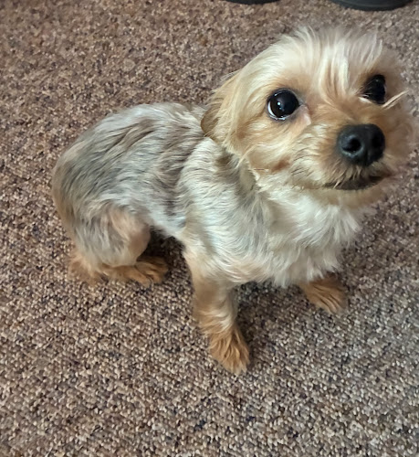 LITTLE SHOP OF HOWLERS LLC