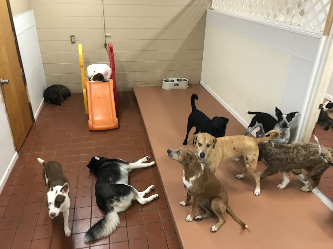 Little Wolfe's Pet Resort