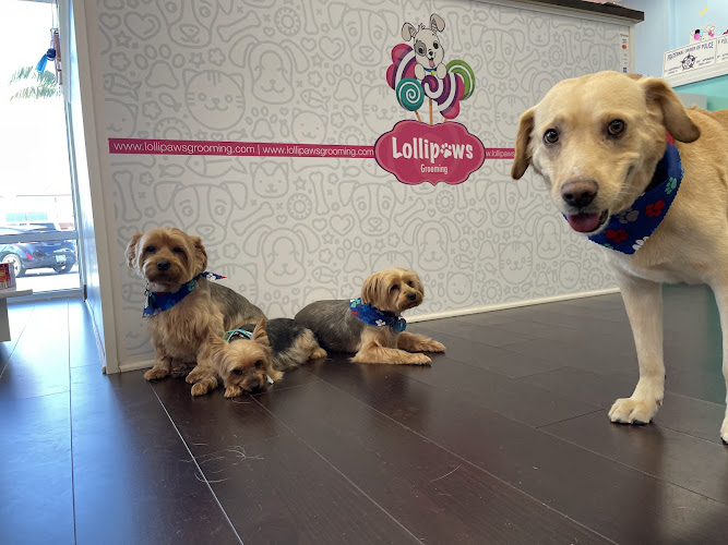 Lollipaws Grooming Services