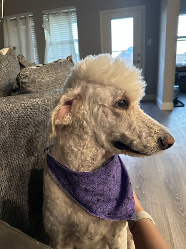 Los Rios Pet Grooming