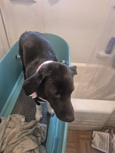 Lottie-Da Carefree Pet Care LLC