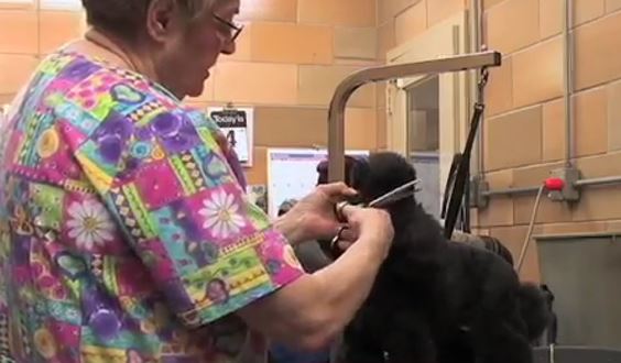 Loubelle's Kennel-Pet Boarding, Daycare, Grooming, and Training