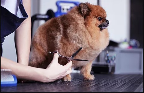 Love & Lavish Pet Spa