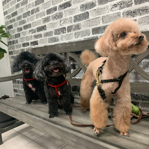 Love Paws - Pet Grooming & Services