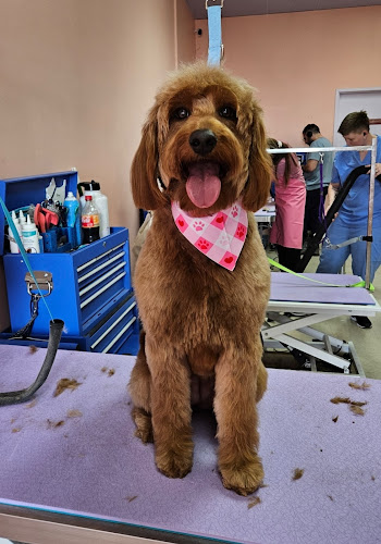 Loved Up Pup: Dog Grooming with Love
