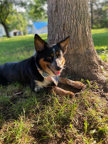 Lovins Lathering Dog Spa