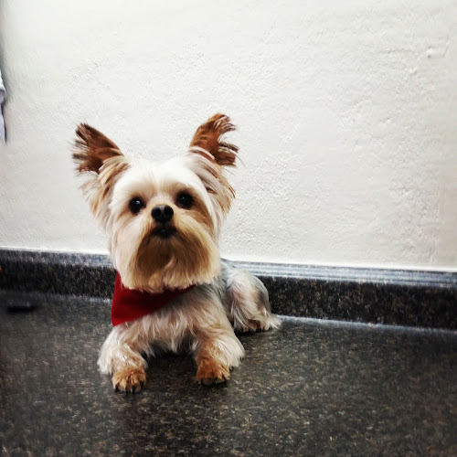 Lucky Dawg Pet Grooming