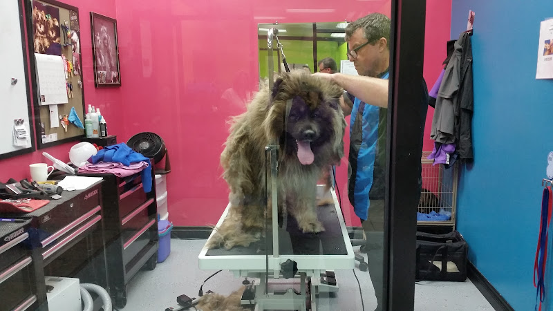 Lucky Dawg Salon Pet Grooming