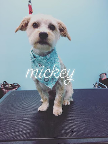 Lucky Dog Grooming & Boutique