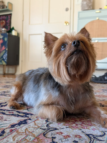 Lucky Dog Grooming Co