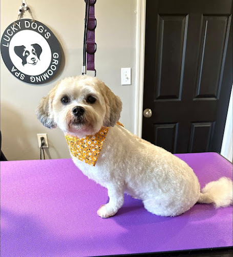 Lucky Dog's Grooming Spa LLC