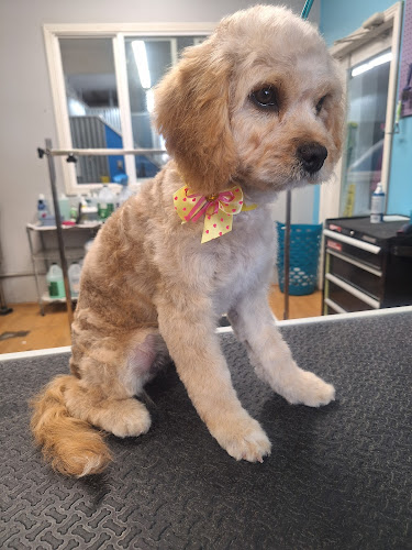 Lucky Dog Spa (Formerly Cosmic Dog)