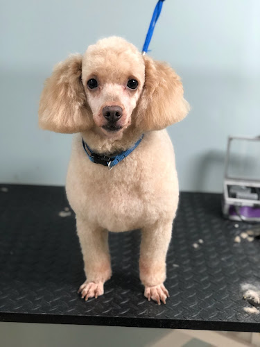 Lucky Paws Pet Grooming (Under New Ownership)