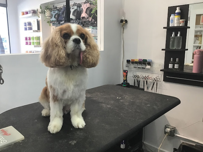 Lucky Paws Pet Grooming (Under New Ownership)
