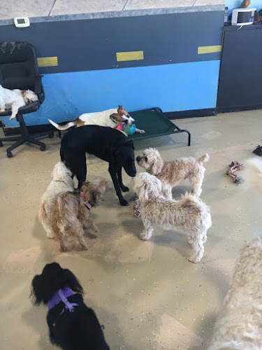 Lucky Paws Pet Lodge