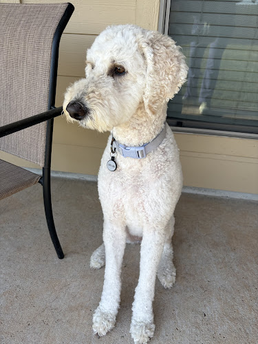 Luckys Yellow Rubber Ducky Inc