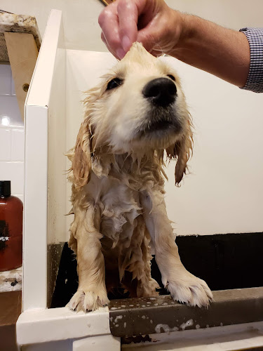 Luke & Company Fine Pet Supply & Outfitter