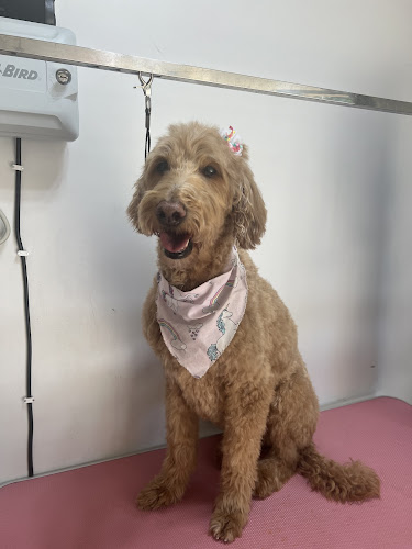 Luna Clipz Pet Salon