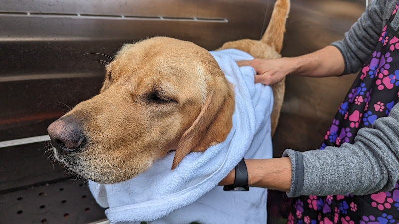 Lush Pups Mobile Spa