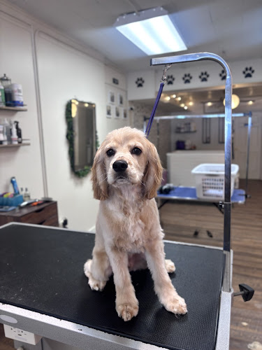 Luxe Pup Grooming Salon