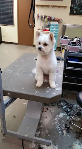 Luxury Grooming Rooming and Daycare