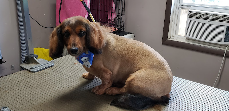 M.R. Pup & Stuff Pet Grooming