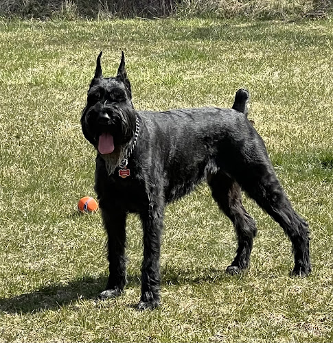 Magic Mountain K9 Training
