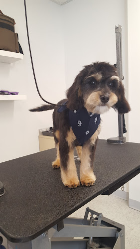 Maine Soggy Dog | Dog Wash & Spa