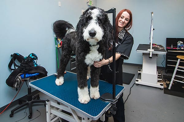 Man's Best Friend - Houston