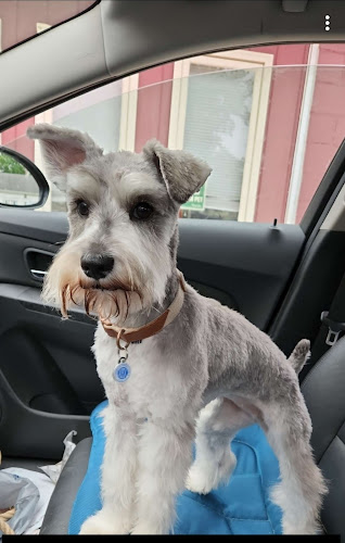 Marcie's Pet Grooming