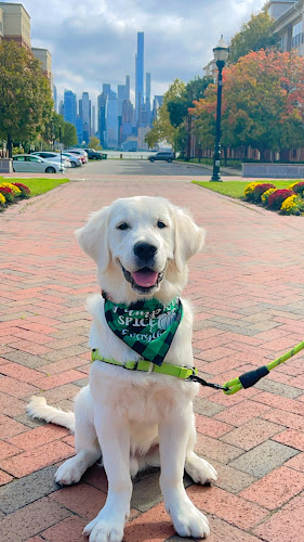 MARU Doggie Grooming