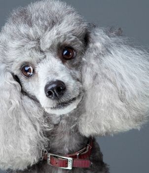 Maryland Mobile Grooming