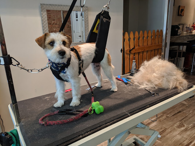 Masterpiece Canine Spa