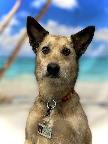 Melissa's K9 Design Pet Salon LLC