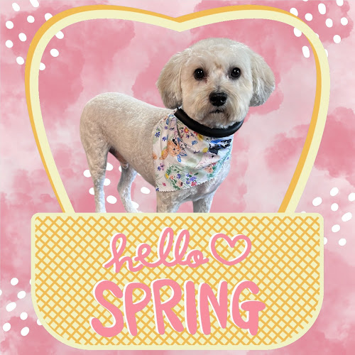 Mel’s Mutts and Cutts LLC Plus PEMF