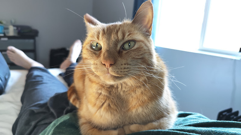 Meowhaus 2 Feline Boarding & Day Spa