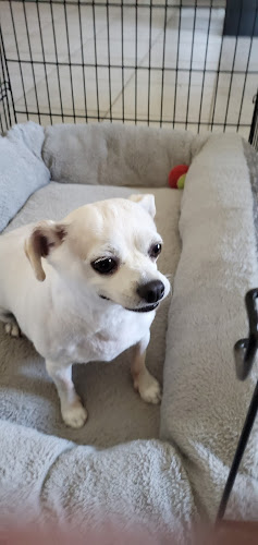 Michelle's Professional Pet Grooming