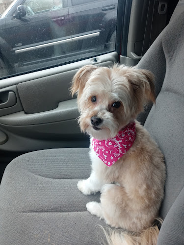 Michigan School of Canine Cosmetology