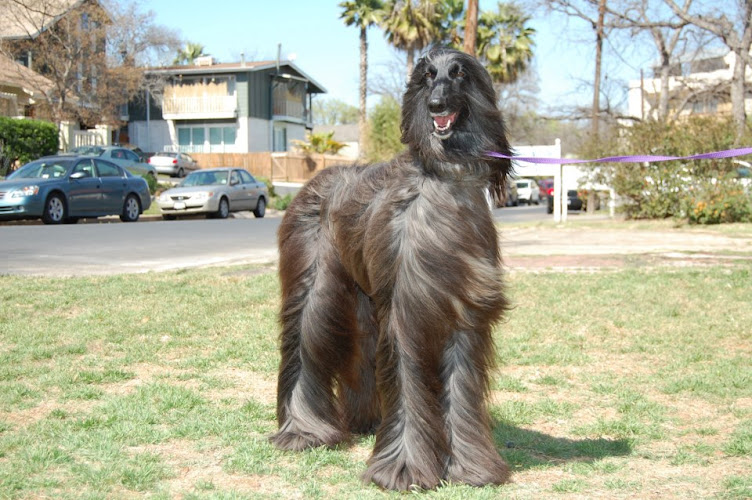 Midtown Groom & Board