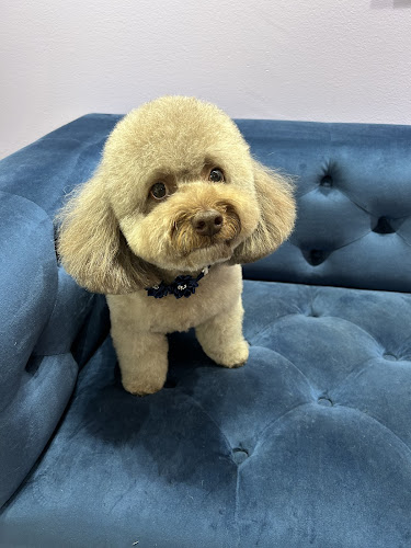 Mimo Grooming Studio - University Heights | Gabriel Feitosa