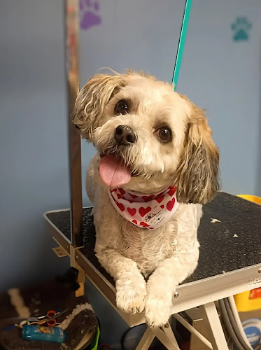 Mind, Body, & Paws Holistics Pet Grooming & Wellness Center